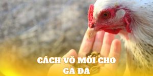 Tìm hiểu bí quyết vào mồi cho chiến kê giúp tăng sức lực