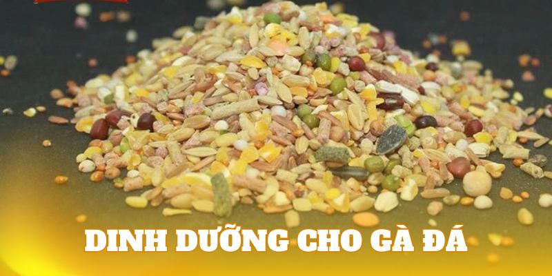 Chiến kê cần được bổ sung dinh dưỡng đa dạng trước khi thi đấu