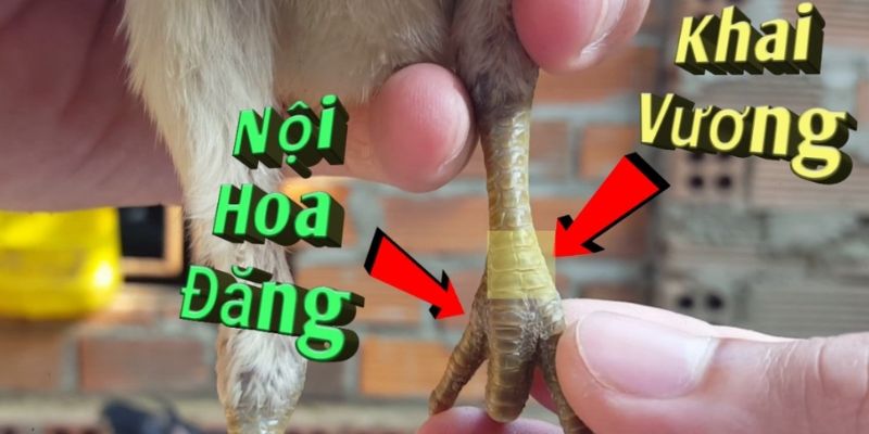 Ảnh hưởng của vảy gà nội hoa đăng đến vẻ ngoài của chiến kê