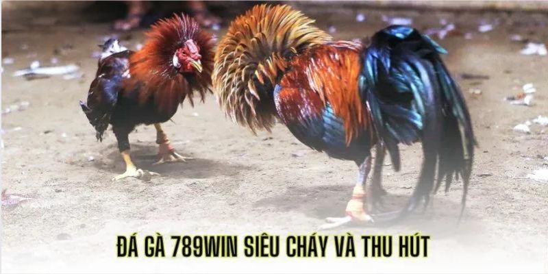 Tổng quan về đá gà 789Win