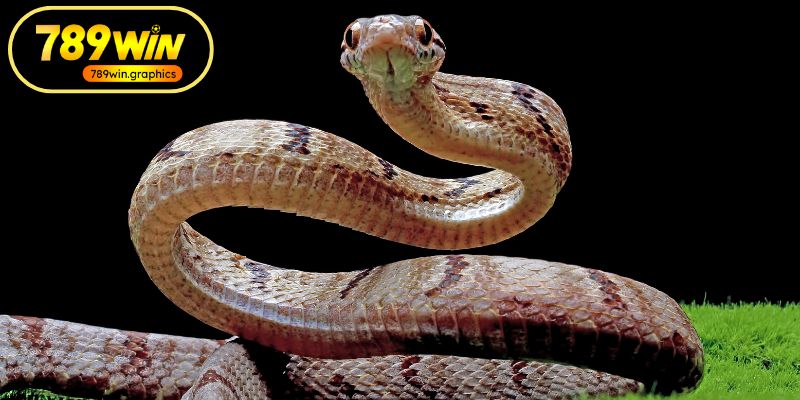 Giải đáp thắc mắc về hiện tượng mơ thấy rắn Giải đáp thắc mắc về hiện tượng mơ thấy rắn