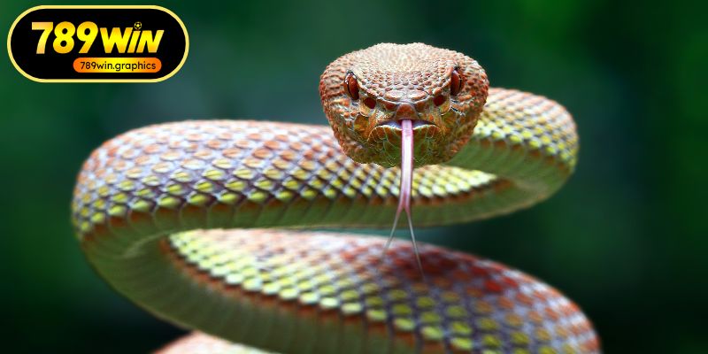 Mơ Thấy Rắn Và Cách Giải Mã Những Điềm Báo May Mắn